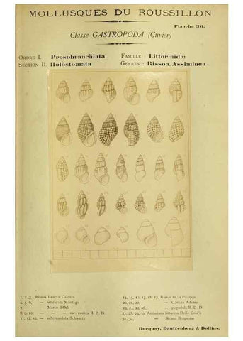 Reproducción/Reproduction 49807163457: Les mollusques marins du Roussillon. Paris :J.-B. Baillière,[1882]-[1898]. 