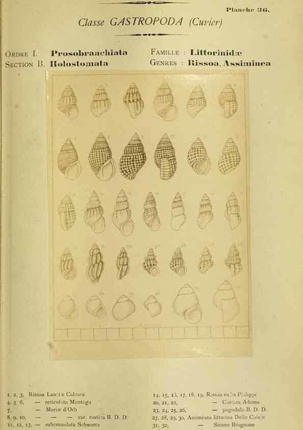 Reproducción/Reproduction 49807163457: Les mollusques marins du Roussillon. Paris :J.-B. Baillière,[1882]-[1898]. 