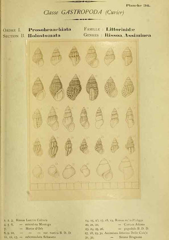 Reproducción/Reproduction 49807163457: Les mollusques marins du Roussillon. Paris :J.-B. Baillière,[1882]-[1898]. 