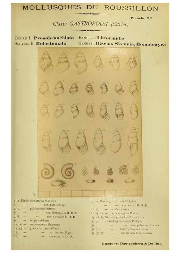 Reproducción/Reproduction 49806299093: Les mollusques marins du Roussillon. Paris :J.-B. Baillière,[1882]-[1898]. 