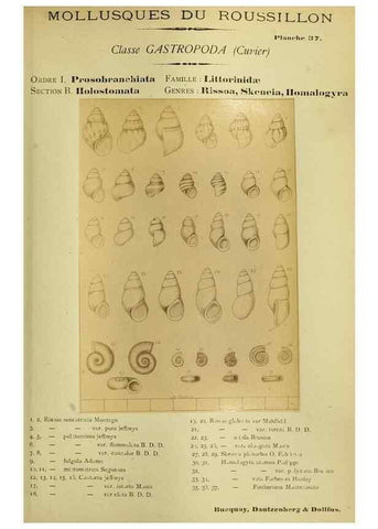 Reproducción/Reproduction 49806299093: Les mollusques marins du Roussillon. Paris :J.-B. Baillière,[1882]-[1898]. 