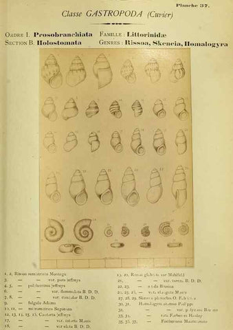 Reproducción/Reproduction 49806299093: Les mollusques marins du Roussillon. Paris :J.-B. Baillière,[1882]-[1898]. 
