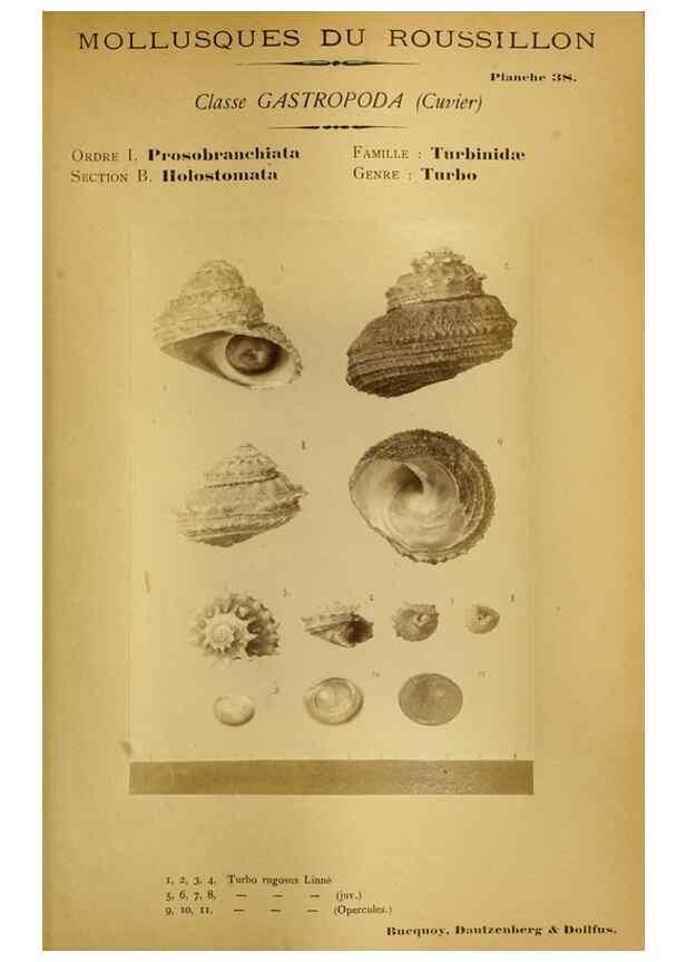 Reproducción/Reproduction 49806852061: Les mollusques marins du Roussillon. Paris :J.-B. Baillière,[1882]-[1898]. 