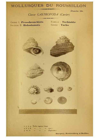 Reproducción/Reproduction 49806852061: Les mollusques marins du Roussillon. Paris :J.-B. Baillière,[1882]-[1898]. 
