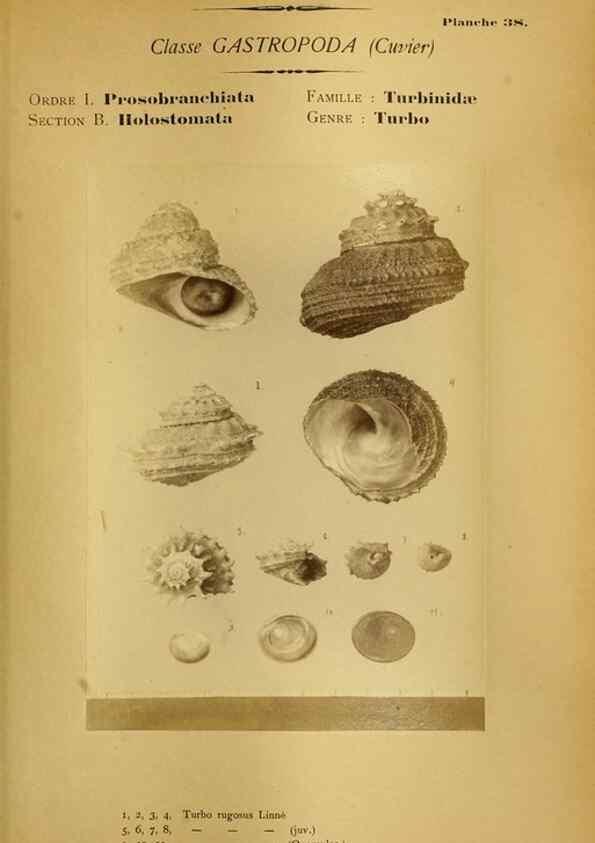 Reproducción/Reproduction 49806852061: Les mollusques marins du Roussillon. Paris :J.-B. Baillière,[1882]-[1898]. 