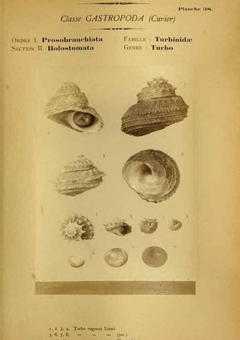 Reproducción/Reproduction 49806852061: Les mollusques marins du Roussillon. Paris :J.-B. Baillière,[1882]-[1898]. 