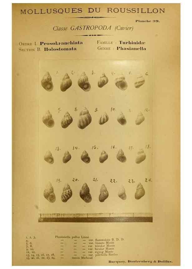 Reproducción/Reproduction 49806852336: Les mollusques marins du Roussillon. Paris :J.-B. Baillière,[1882]-[1898]. 