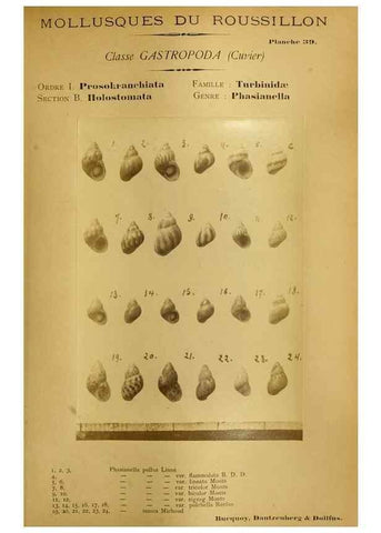 Reproducción/Reproduction 49806852336: Les mollusques marins du Roussillon. Paris :J.-B. Baillière,[1882]-[1898]. 