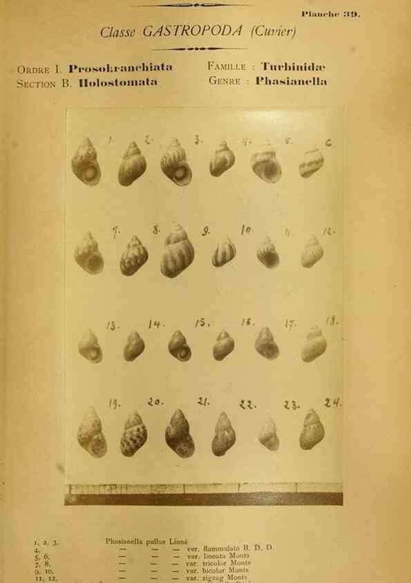 Reproducción/Reproduction 49806852336: Les mollusques marins du Roussillon. Paris :J.-B. Baillière,[1882]-[1898]. 