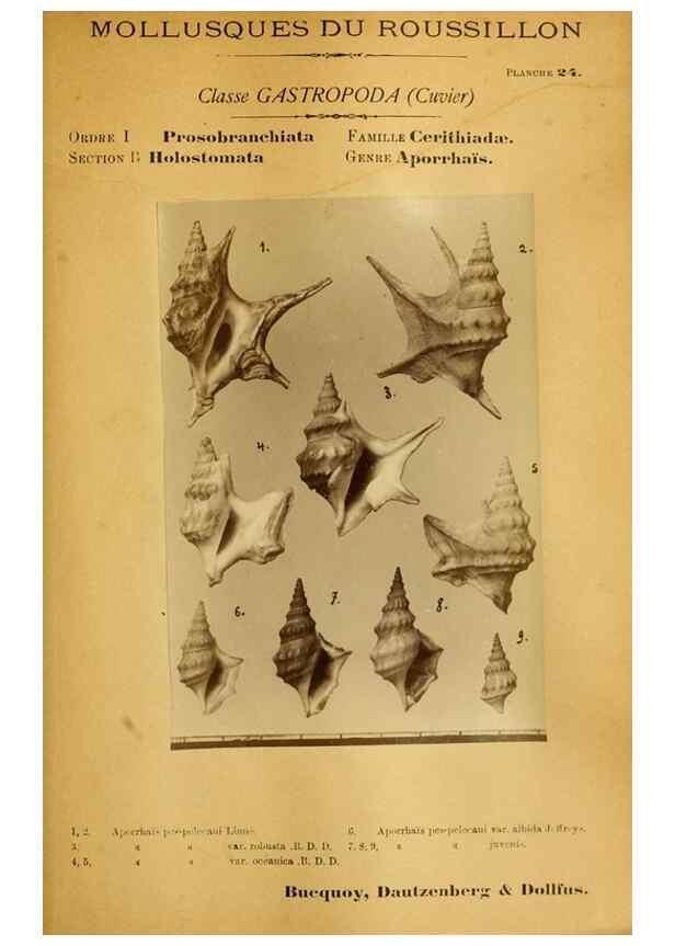 Reproducción/Reproduction 49807160407: Les mollusques marins du Roussillon. Paris :J.-B. Baillière,[1882]-[1898]. 