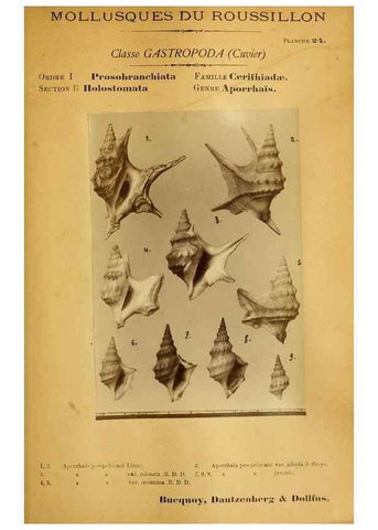 Reproducción/Reproduction 49807160407: Les mollusques marins du Roussillon. Paris :J.-B. Baillière,[1882]-[1898]. 