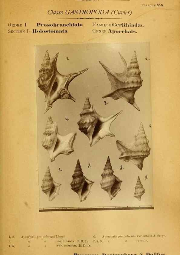 Reproducción/Reproduction 49807160407: Les mollusques marins du Roussillon. Paris :J.-B. Baillière,[1882]-[1898]. 