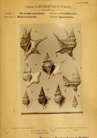 Reproducción/Reproduction 49807160407: Les mollusques marins du Roussillon. Paris :J.-B. Baillière,[1882]-[1898]. 