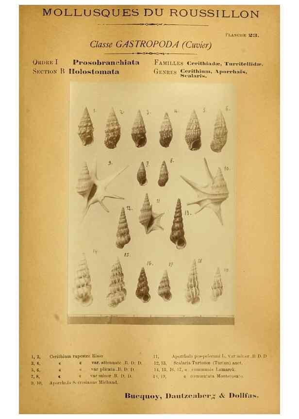 Reproducción/Reproduction 49806295713: Les mollusques marins du Roussillon. Paris :J.-B. Baillière,[1882]-[1898]. 