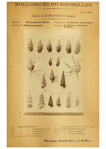 Reproducción/Reproduction 49806295713: Les mollusques marins du Roussillon. Paris :J.-B. Baillière,[1882]-[1898]. 