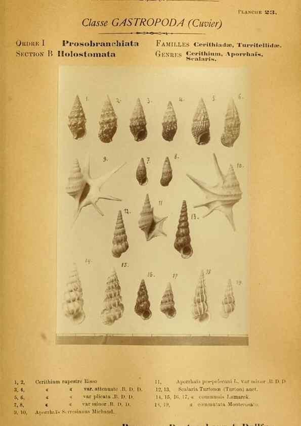 Reproducción/Reproduction 49806295713: Les mollusques marins du Roussillon. Paris :J.-B. Baillière,[1882]-[1898]. 