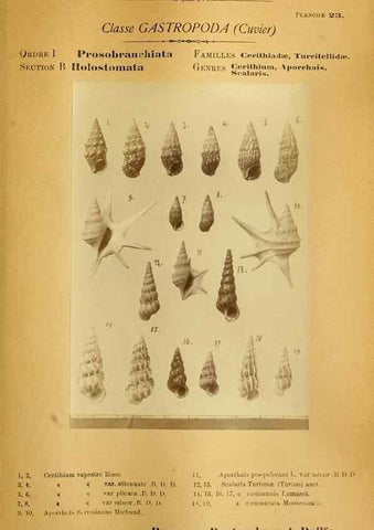 Reproducción/Reproduction 49806295713: Les mollusques marins du Roussillon. Paris :J.-B. Baillière,[1882]-[1898]. 