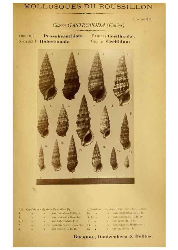 Reproducción/Reproduction 49807159907: Les mollusques marins du Roussillon. Paris :J.-B. Baillière,[1882]-[1898]. 