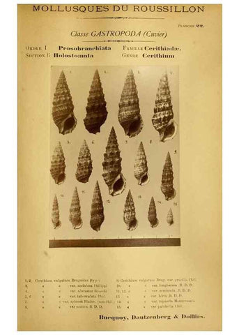 Reproducción/Reproduction 49807159907: Les mollusques marins du Roussillon. Paris :J.-B. Baillière,[1882]-[1898]. 