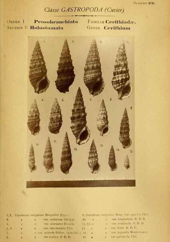Reproducción/Reproduction 49807159907: Les mollusques marins du Roussillon. Paris :J.-B. Baillière,[1882]-[1898]. 