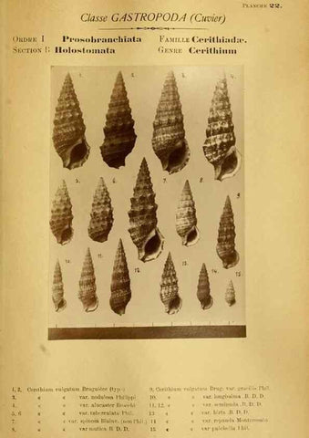 Reproducción/Reproduction 49807159907: Les mollusques marins du Roussillon. Paris :J.-B. Baillière,[1882]-[1898]. 
