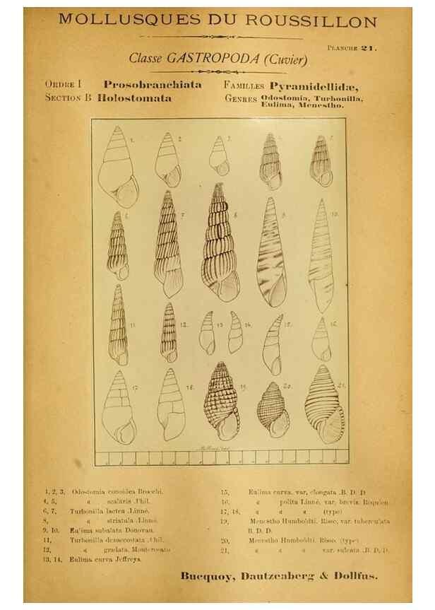 Reproducción/Reproduction 49806295083: Les mollusques marins du Roussillon. Paris :J.-B. Baillière,[1882]-[1898]. 