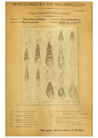 Reproducción/Reproduction 49806295083: Les mollusques marins du Roussillon. Paris :J.-B. Baillière,[1882]-[1898]. 