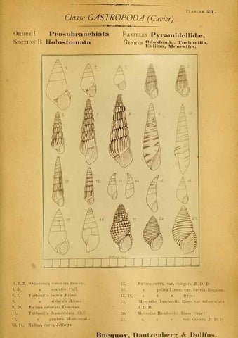 Reproducción/Reproduction 49806295083: Les mollusques marins du Roussillon. Paris :J.-B. Baillière,[1882]-[1898]. 