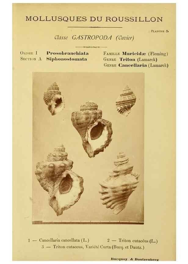 Reproducción/Reproduction 49806843906: Les mollusques marins du Roussillon. Paris :J.-B. Baillière,[1882]-[1898]. 