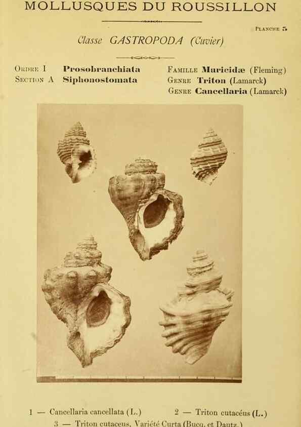 Reproducción/Reproduction 49806843906: Les mollusques marins du Roussillon. Paris :J.-B. Baillière,[1882]-[1898]. 