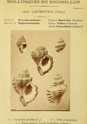 Reproducción/Reproduction 49806843906: Les mollusques marins du Roussillon. Paris :J.-B. Baillière,[1882]-[1898]. 