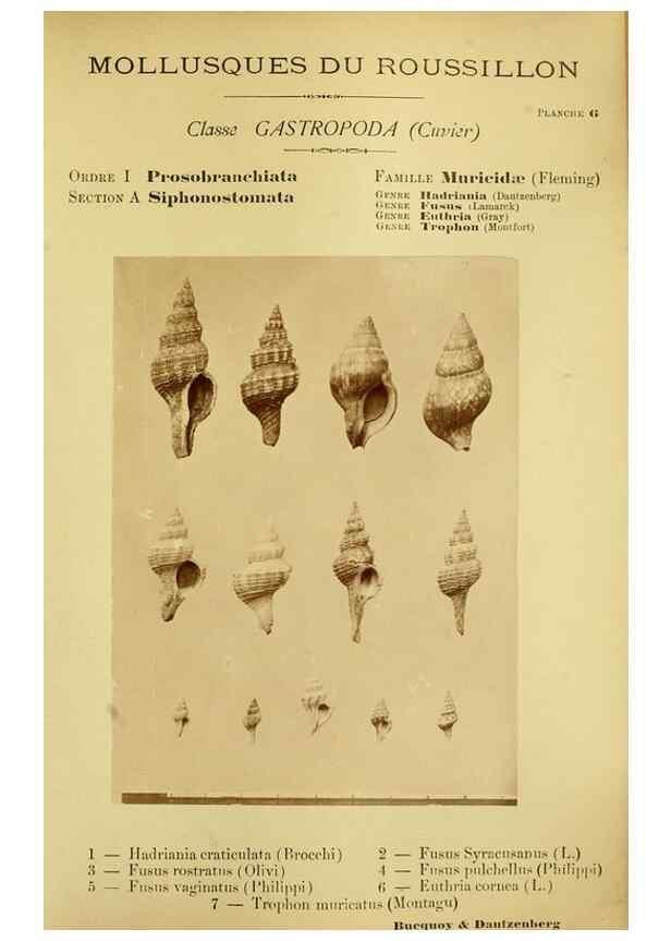 Reproducción/Reproduction 49807156037: Les mollusques marins du Roussillon. Paris :J.-B. Baillière,[1882]-[1898]. 