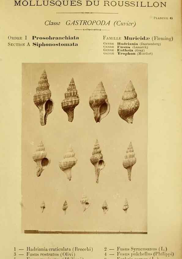 Reproducción/Reproduction 49807156037: Les mollusques marins du Roussillon. Paris :J.-B. Baillière,[1882]-[1898]. 