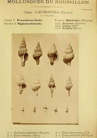 Reproducción/Reproduction 49807156037: Les mollusques marins du Roussillon. Paris :J.-B. Baillière,[1882]-[1898]. 