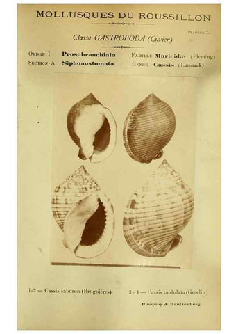 Reproducción/Reproduction 49807156217: Les mollusques marins du Roussillon. Paris :J.-B. Baillière,[1882]-[1898]. 