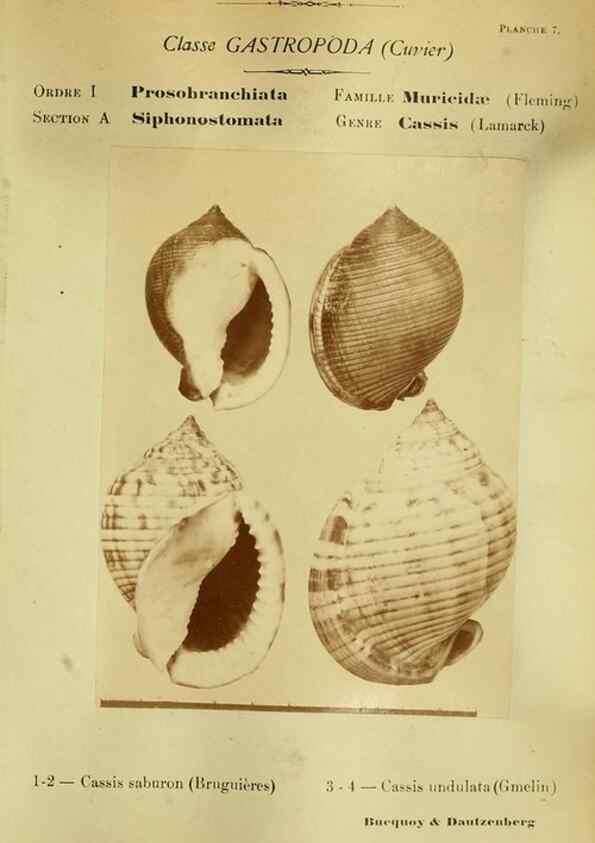 Reproducción/Reproduction 49807156217: Les mollusques marins du Roussillon. Paris :J.-B. Baillière,[1882]-[1898]. 