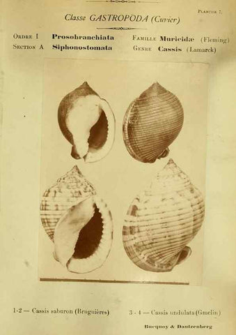 Reproducción/Reproduction 49807156217: Les mollusques marins du Roussillon. Paris :J.-B. Baillière,[1882]-[1898]. 