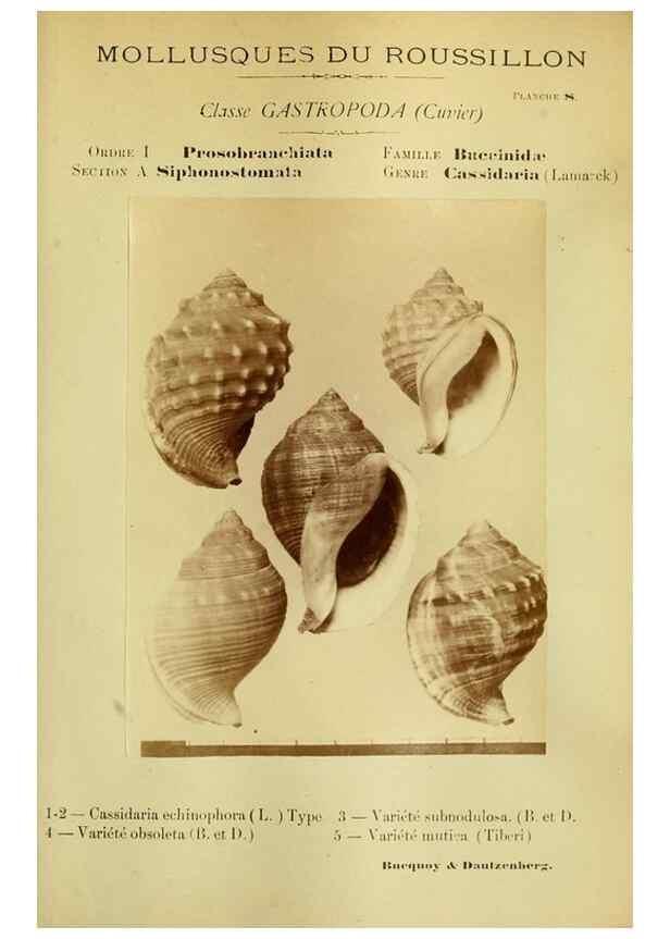 Reproducción/Reproduction 49806292028: Les mollusques marins du Roussillon. Paris :J.-B. Baillière,[1882]-[1898]. 