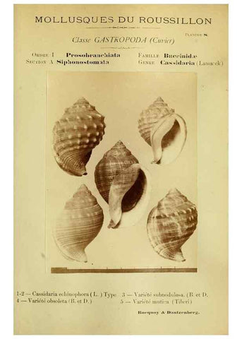 Reproducción/Reproduction 49806292028: Les mollusques marins du Roussillon. Paris :J.-B. Baillière,[1882]-[1898]. 