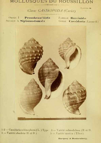 Reproducción/Reproduction 49806292028: Les mollusques marins du Roussillon. Paris :J.-B. Baillière,[1882]-[1898]. 