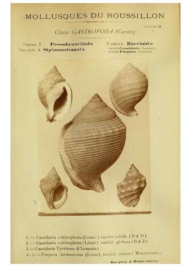 Reproducción/Reproduction 49806844821: Les mollusques marins du Roussillon. Paris :J.-B. Baillière,[1882]-[1898]. 
