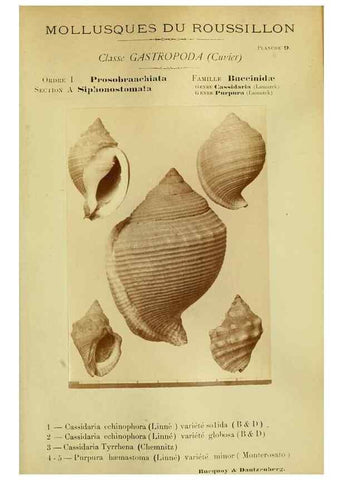 Reproducción/Reproduction 49806844821: Les mollusques marins du Roussillon. Paris :J.-B. Baillière,[1882]-[1898]. 