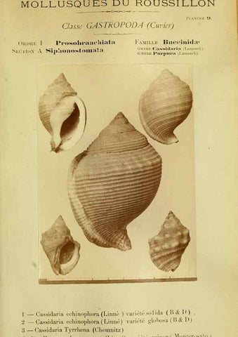 Reproducción/Reproduction 49806844821: Les mollusques marins du Roussillon. Paris :J.-B. Baillière,[1882]-[1898]. 