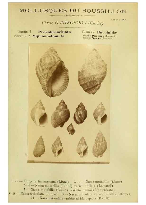 Reproducción/Reproduction 49806292418: Les mollusques marins du Roussillon. Paris :J.-B. Baillière,[1882]-[1898]. 