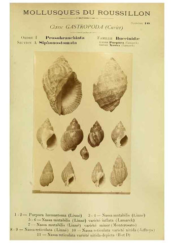 Reproducción/Reproduction 49806292418: Les mollusques marins du Roussillon. Paris :J.-B. Baillière,[1882]-[1898]. 