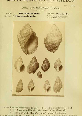 Reproducción/Reproduction 49806292418: Les mollusques marins du Roussillon. Paris :J.-B. Baillière,[1882]-[1898]. 