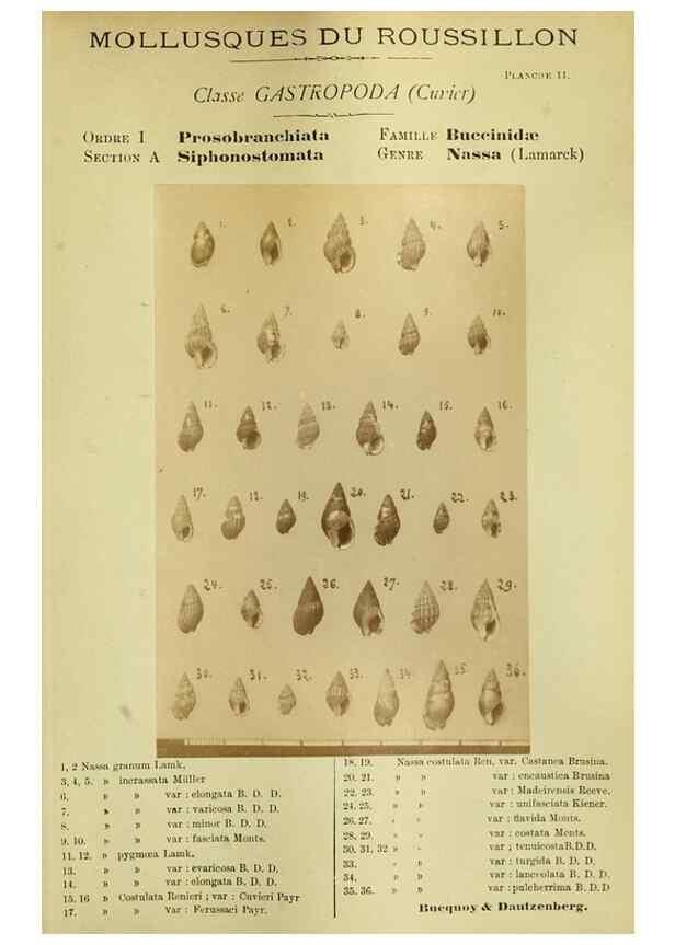 Reproducción/Reproduction 49806845326: Les mollusques marins du Roussillon. Paris :J.-B. Baillière,[1882]-[1898]. 
