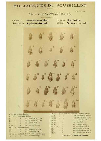 Reproducción/Reproduction 49806845326: Les mollusques marins du Roussillon. Paris :J.-B. Baillière,[1882]-[1898]. 