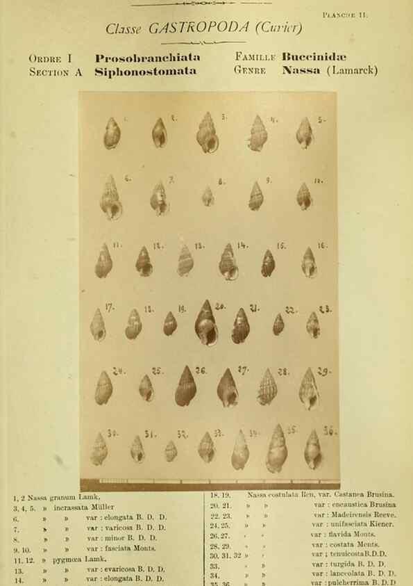 Reproducción/Reproduction 49806845326: Les mollusques marins du Roussillon. Paris :J.-B. Baillière,[1882]-[1898]. 