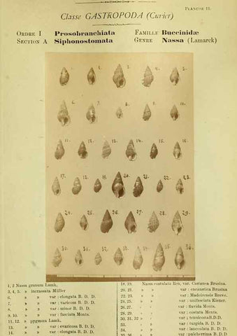 Reproducción/Reproduction 49806845326: Les mollusques marins du Roussillon. Paris :J.-B. Baillière,[1882]-[1898]. 